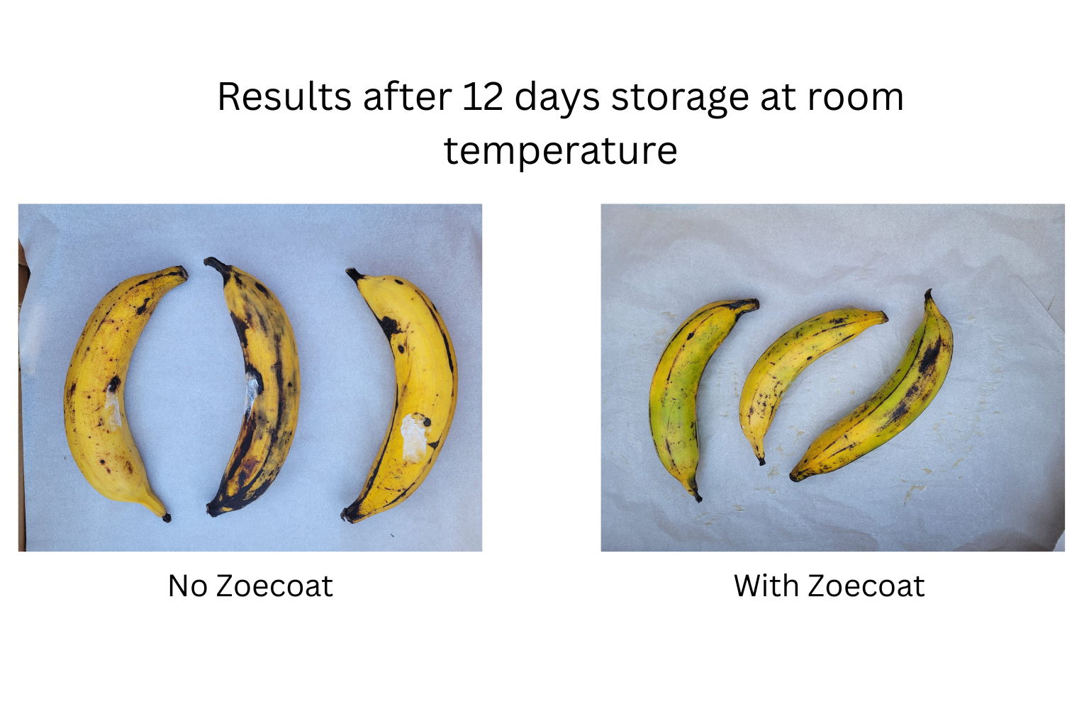 Farmer applying Zoecoat solution